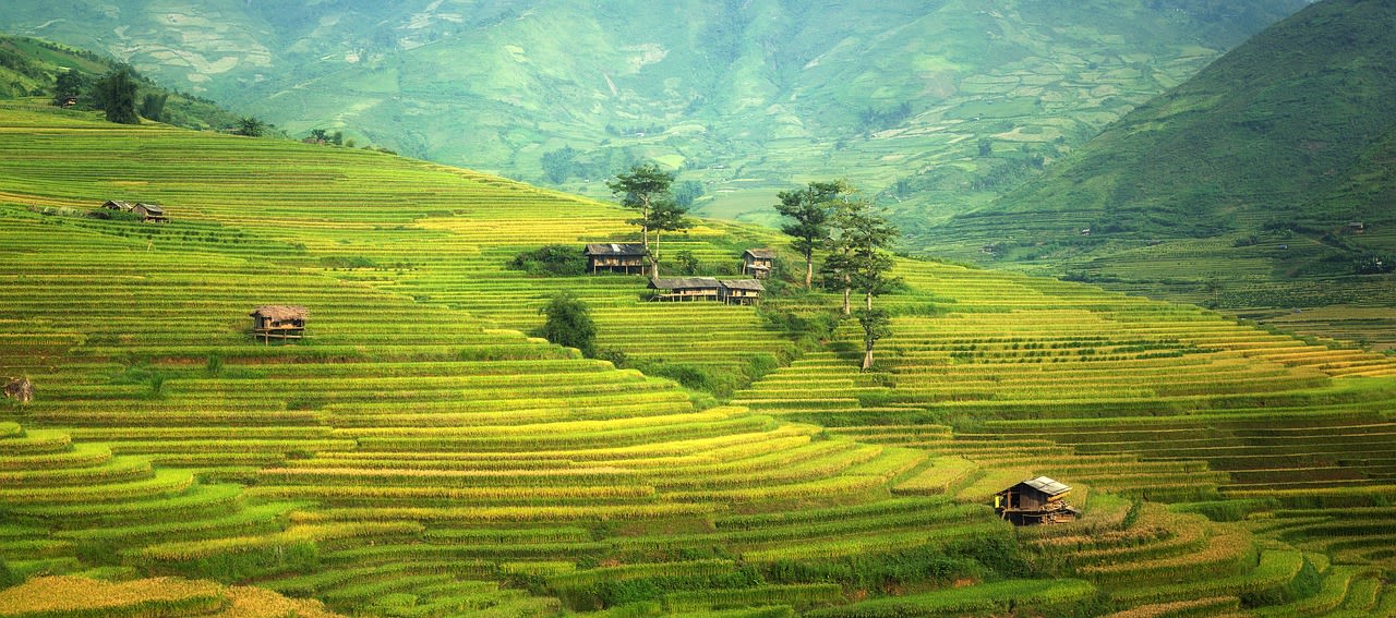 Rice terraces
