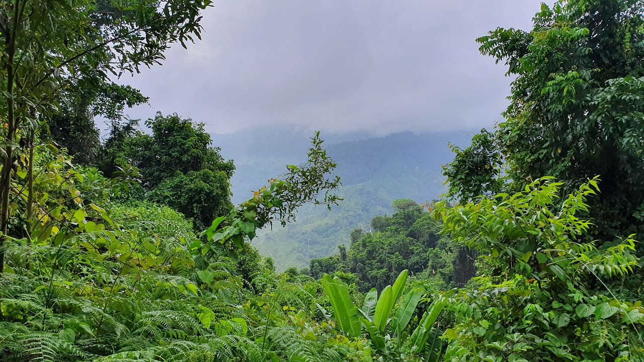 Image of a jungle in Colombia