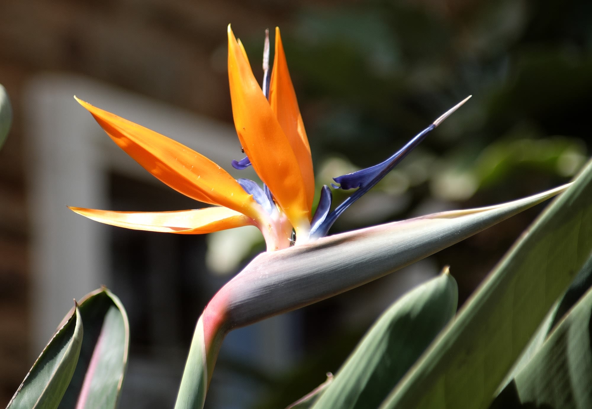 photo of a flower
