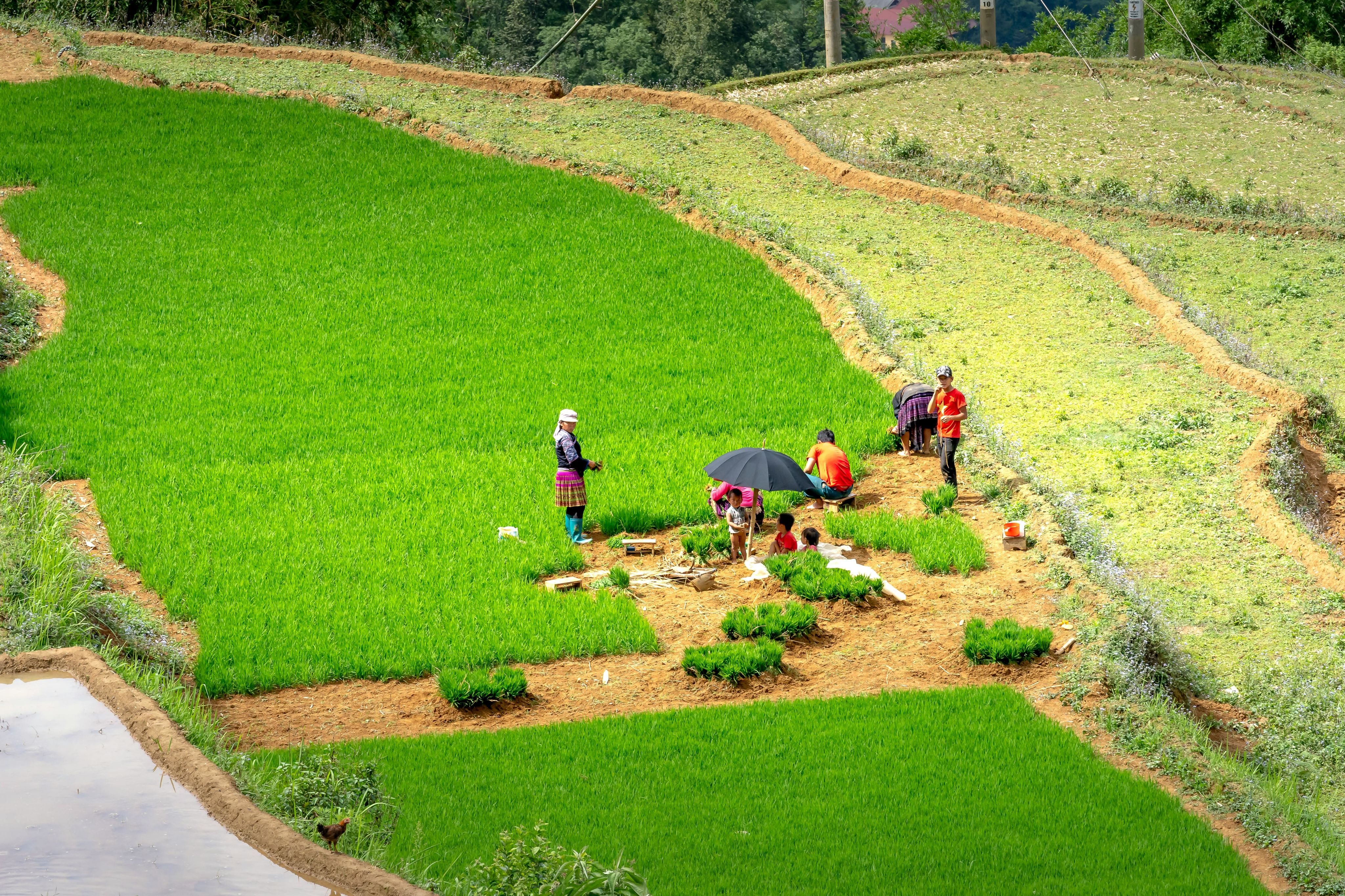 People working on an agricultural field