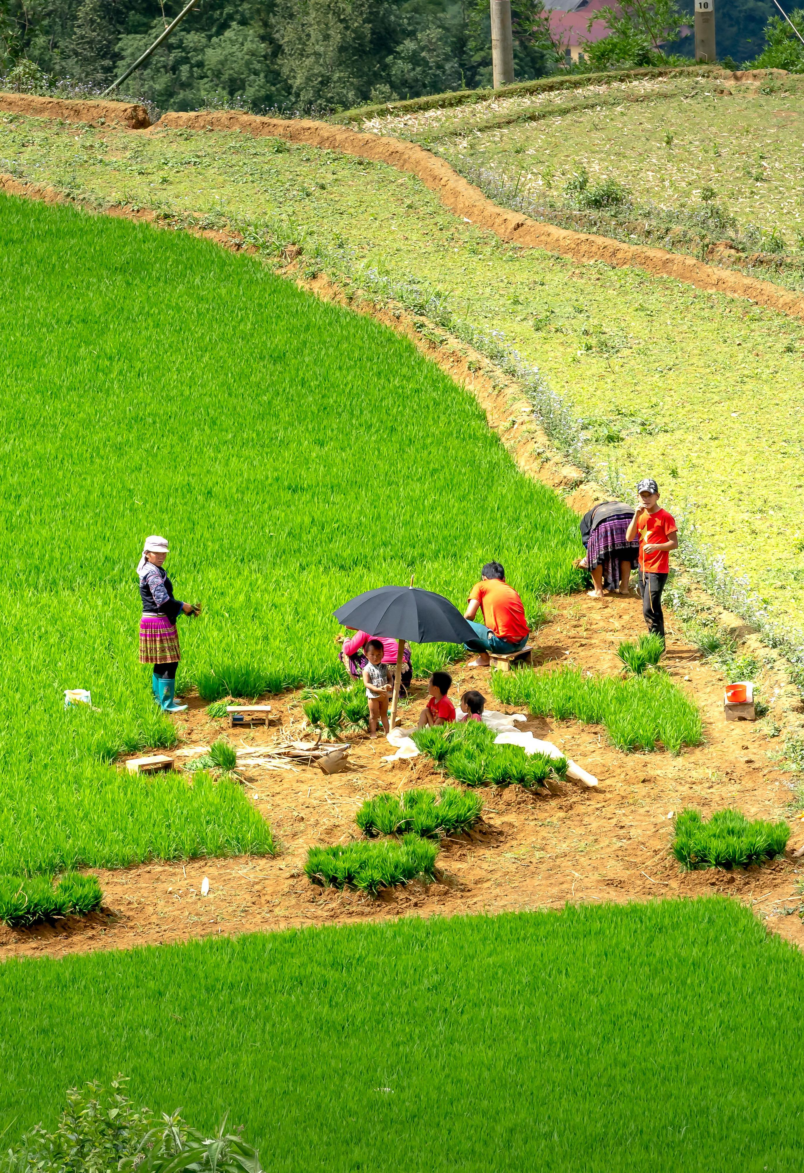 People working on an agricultural field