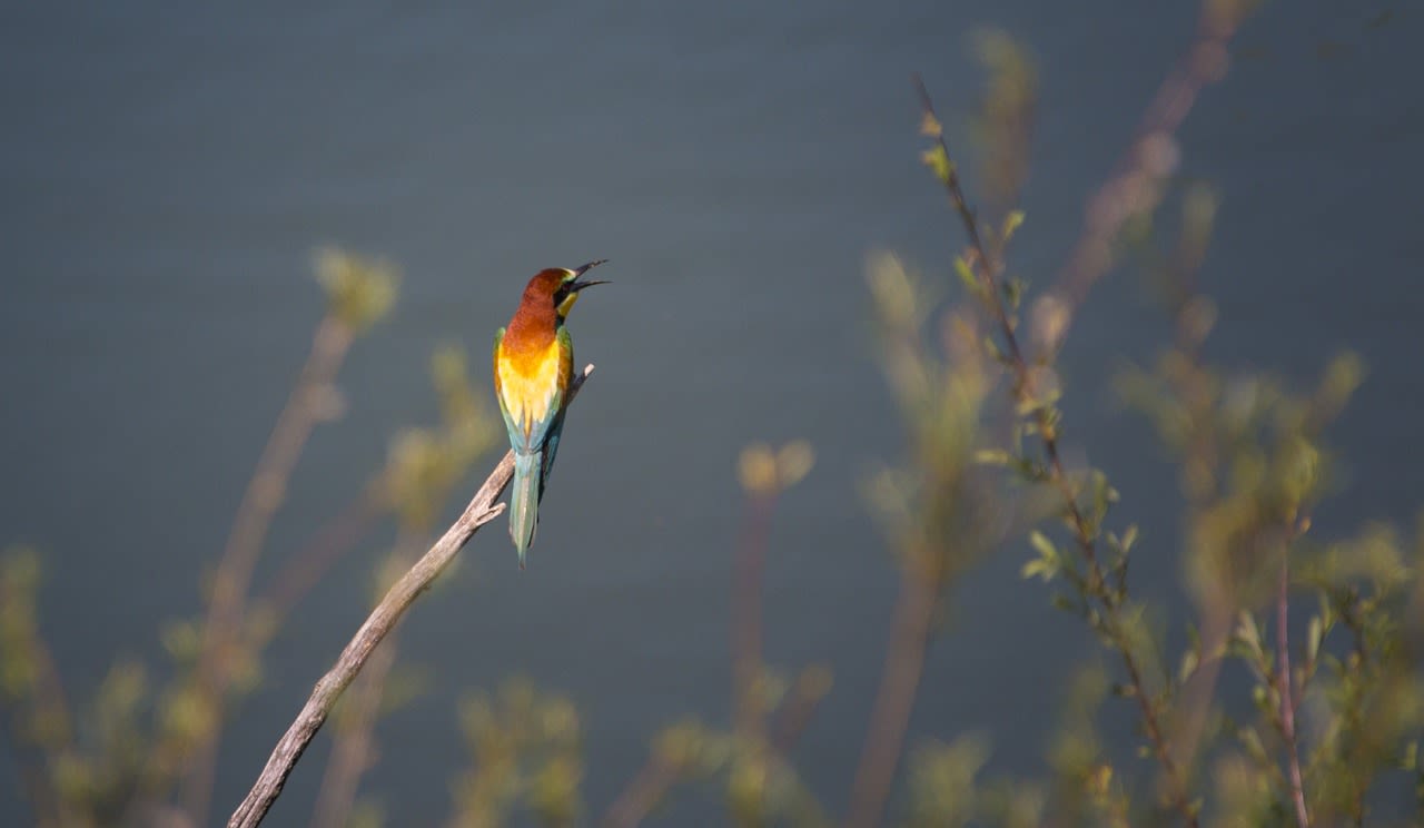 Photo of a European bee eater bird