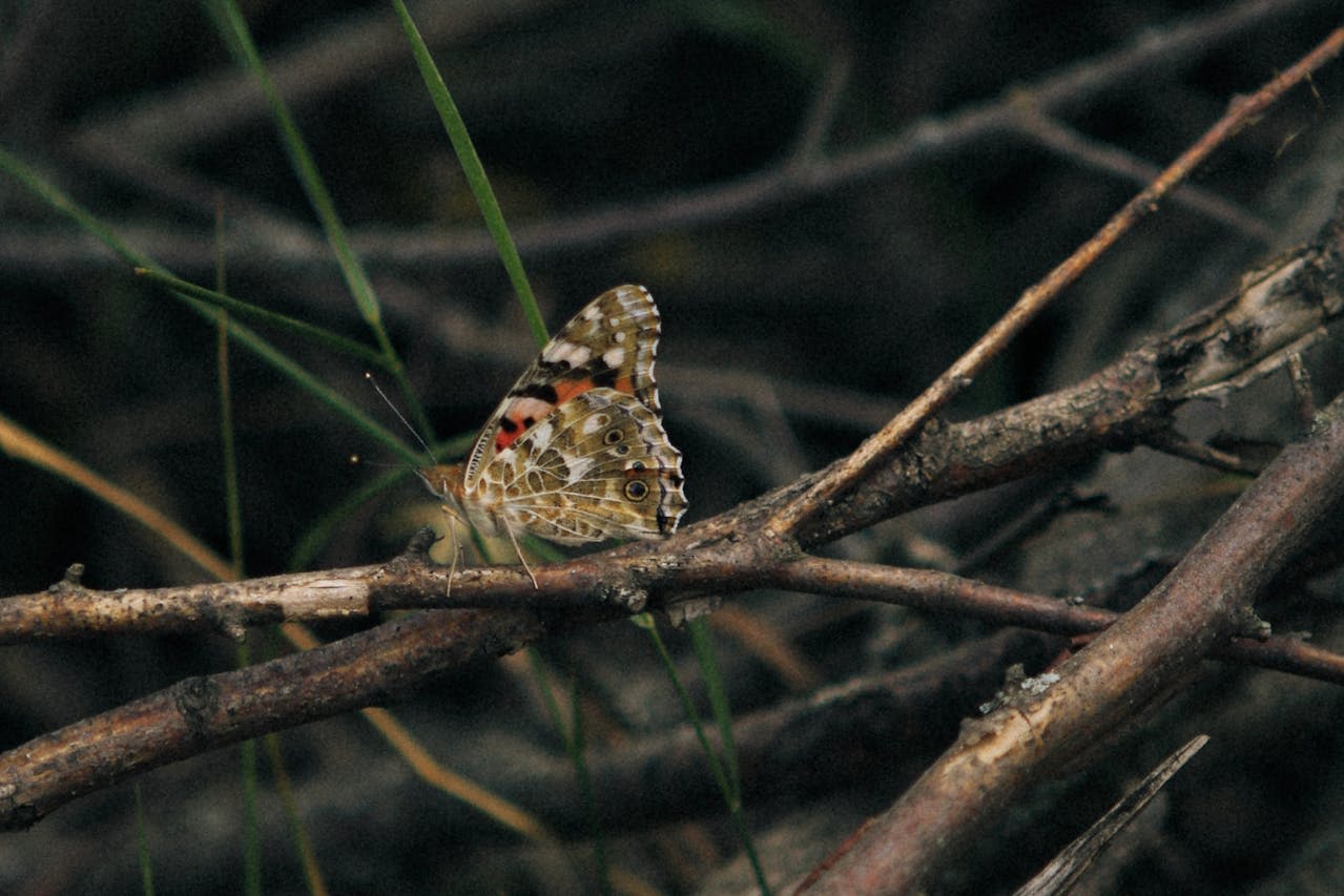 butterfly standing on leafless branch