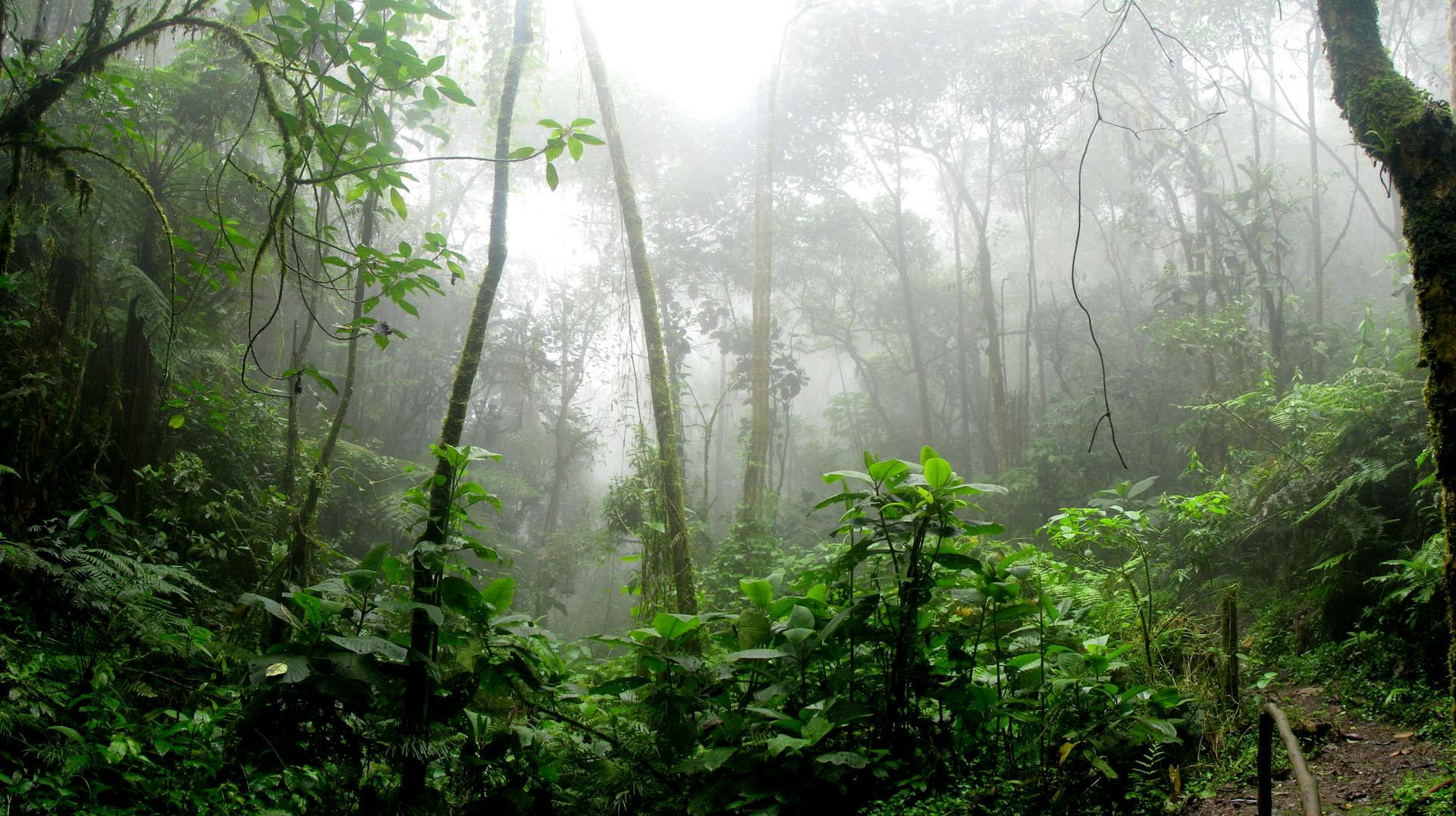 Photo of a rainforest surrounded by fog