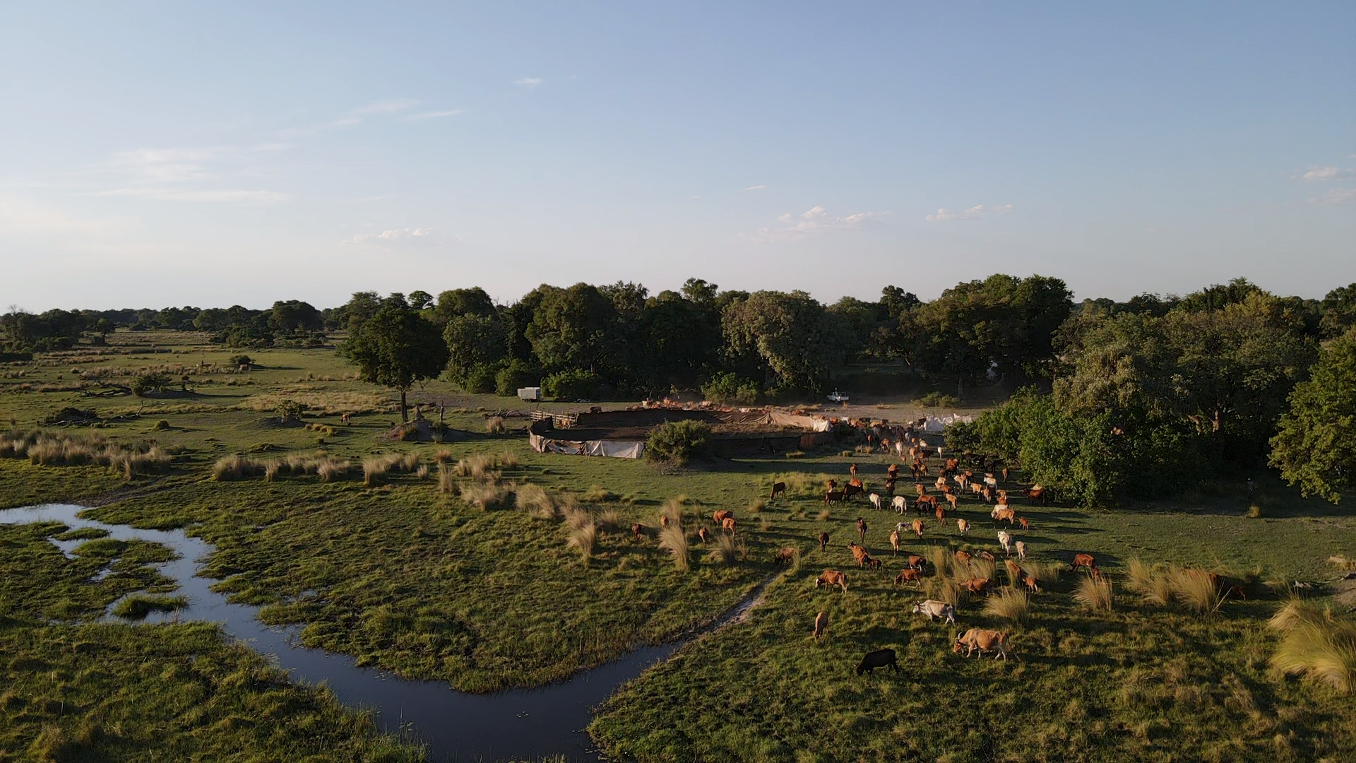 A pastoral scene showing cattle scattered near a wetland area surrounded by trees.
