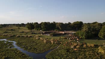 A pastoral scene showing cattle scattered near a wetland area surrounded by trees.