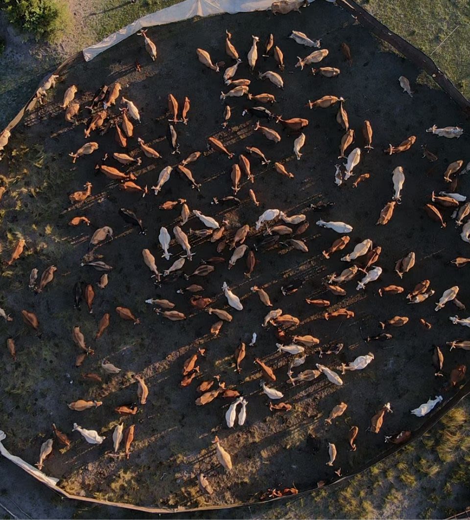 A top-down view of a circular cattle pen filled with a mix of brown and white cattle.