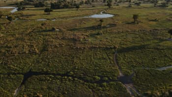 An expansive wetland savanna with meandering water channels and scattered vegetation.