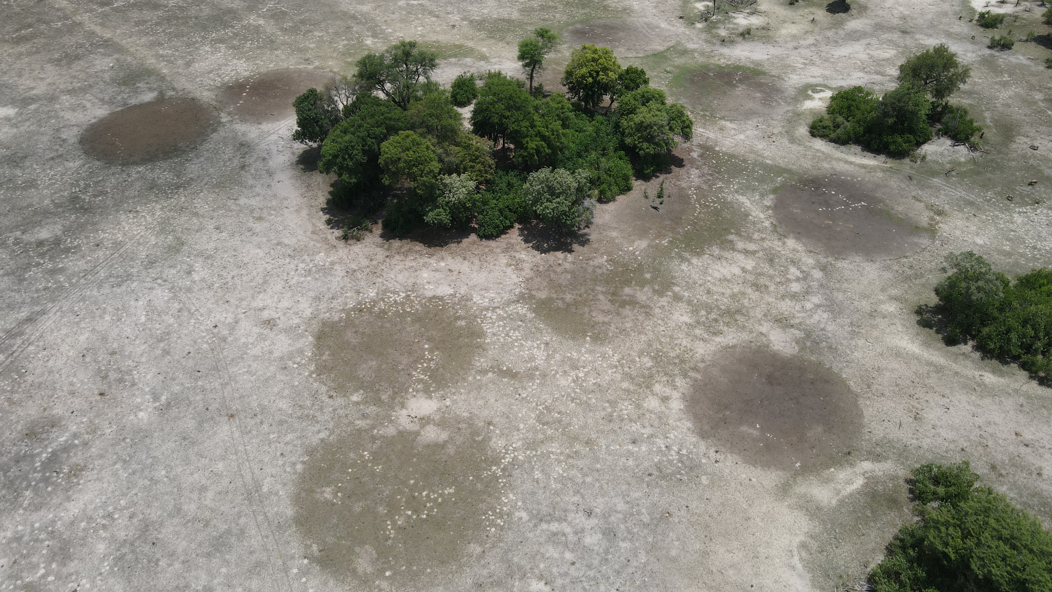 A small grove of trees surrounded by dry, barren land with circular patches of soil disturbance.
