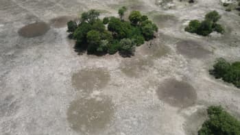 A small grove of trees surrounded by dry, barren land with circular patches of soil disturbance.