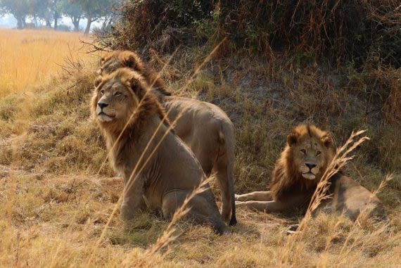 A group of male lions resting in tall golden grass, exuding dominance and strength.