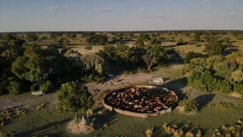 A circular cattle enclosure amid a green savanna with scattered trees.