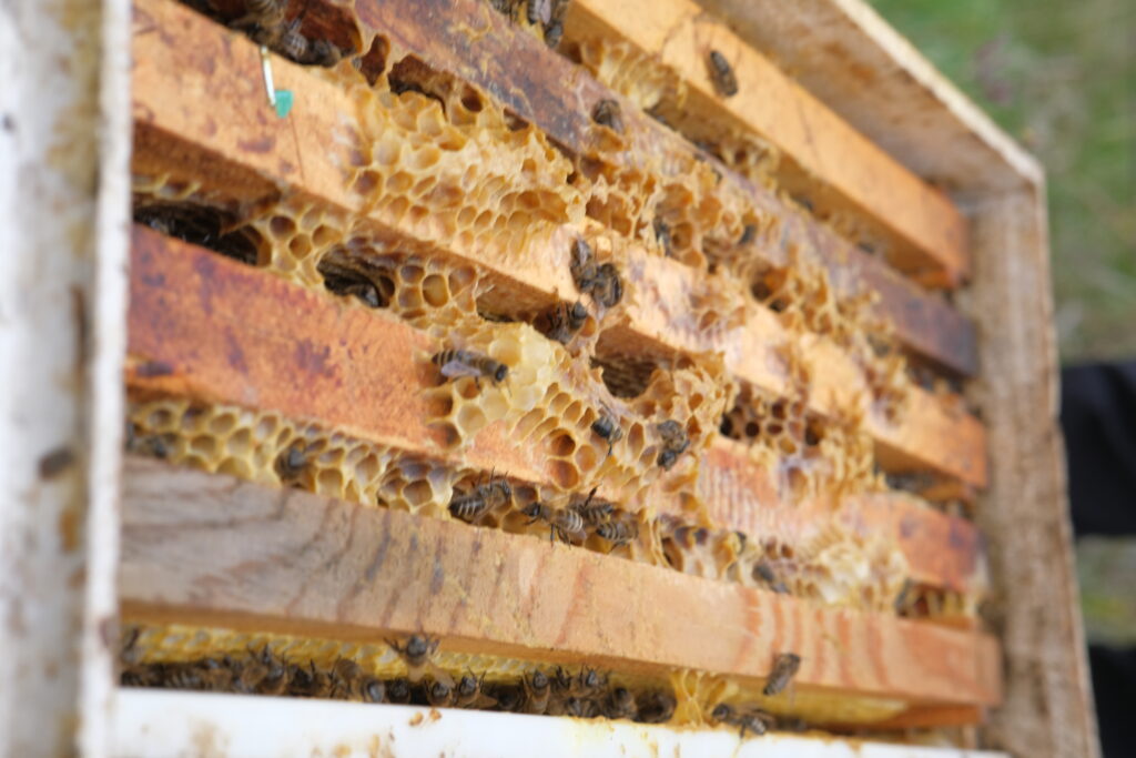 Bees and honey combs