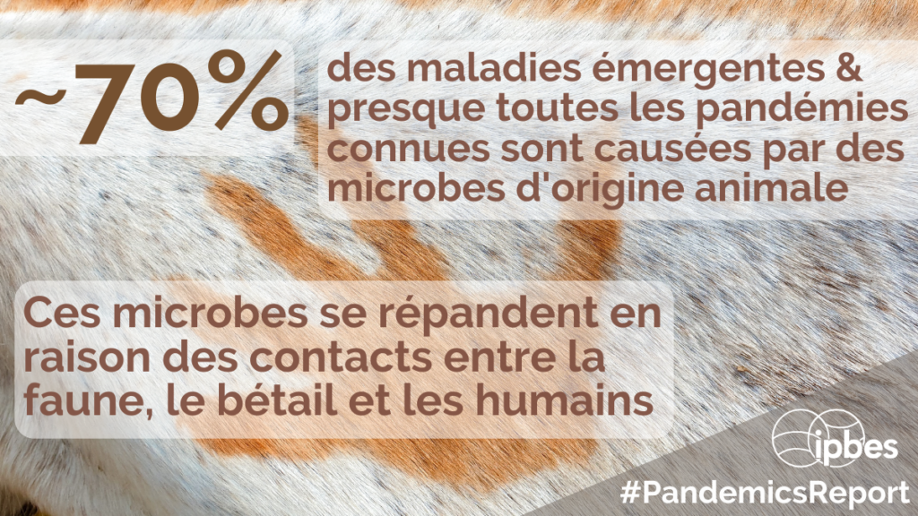 70 pourcent des maladies emergentes sont causees par les microbes dorigine animale