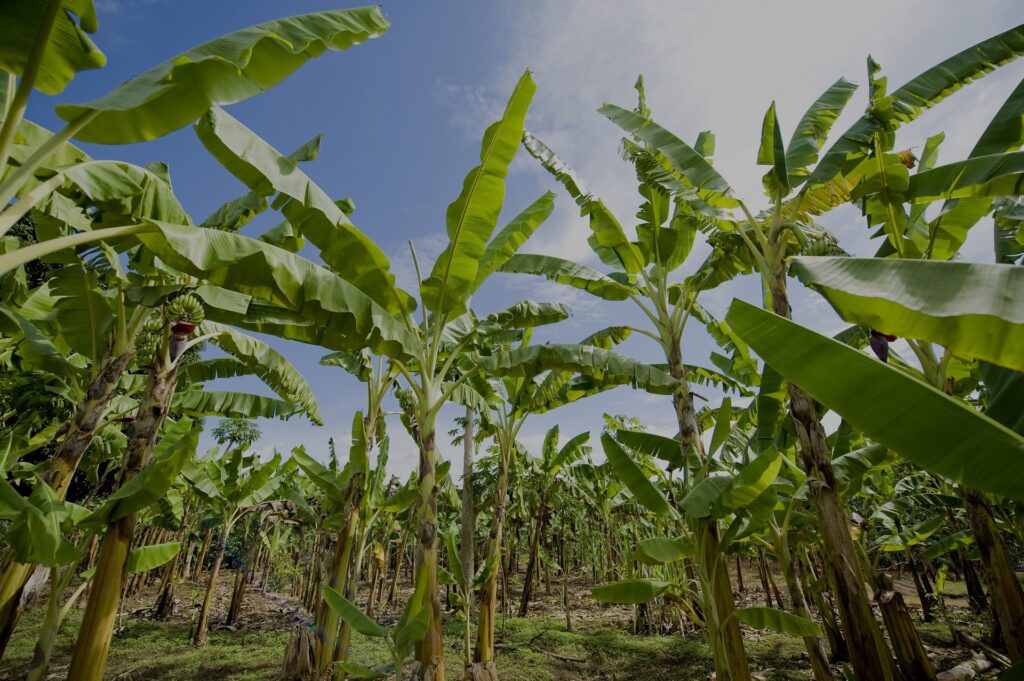 banana-plantation-2098723_1920