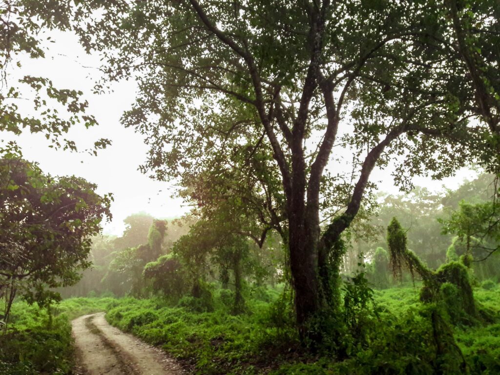 Photo by Jeevan Katel- On Unsplash