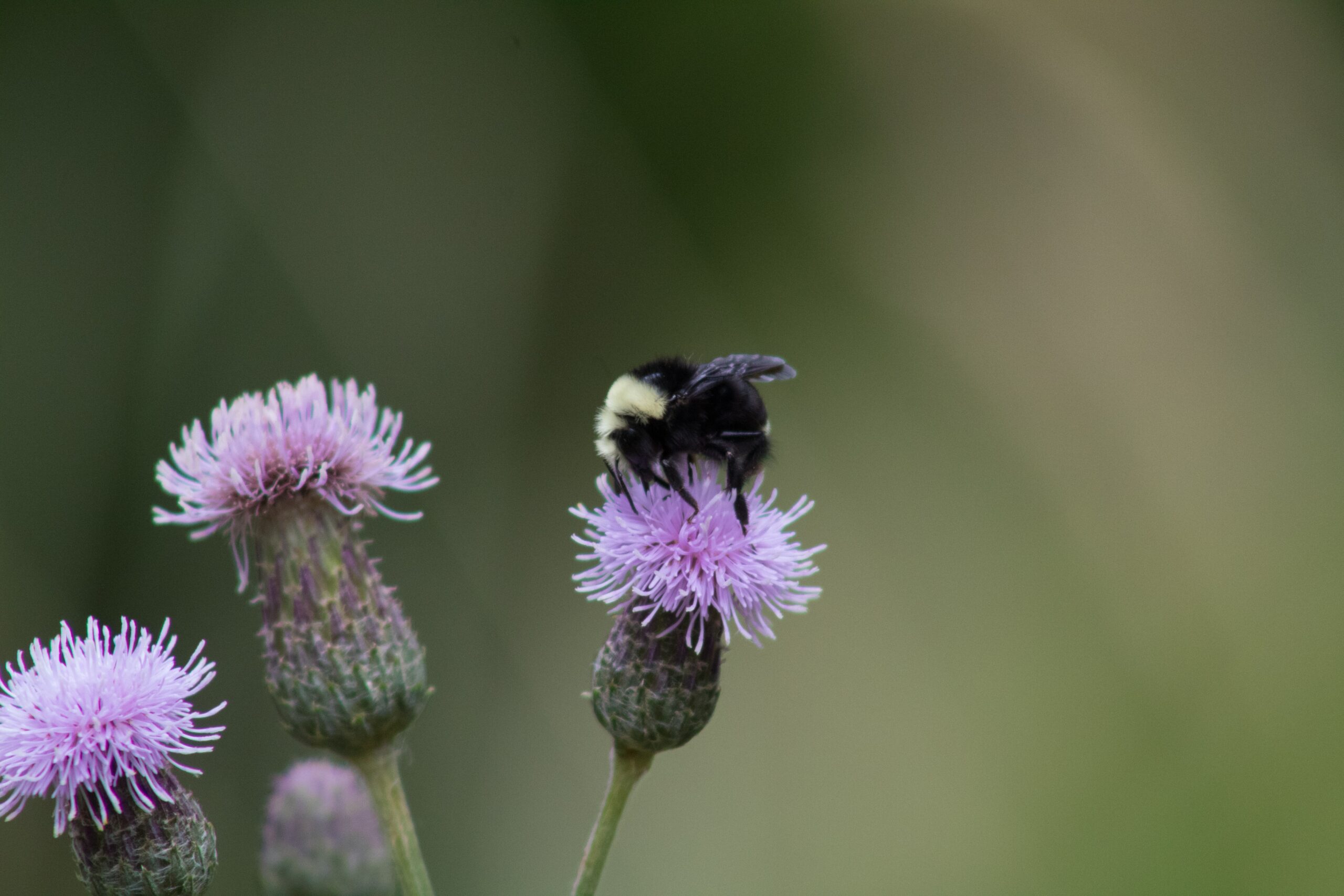 Photo by Meggyn Pomerleau- on Unsplash