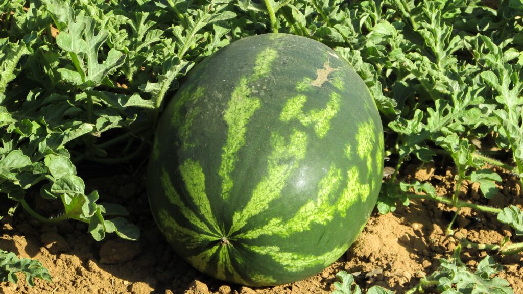 Influence of diploid polliniser frequencies on triploid watermelon