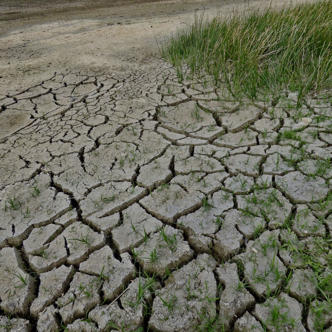 Cracked, dry soil transitioning into green grass, illustrating the effects of drought and climate change.