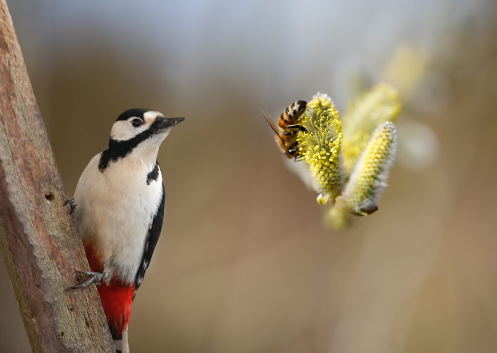 Bird and bee pollinating