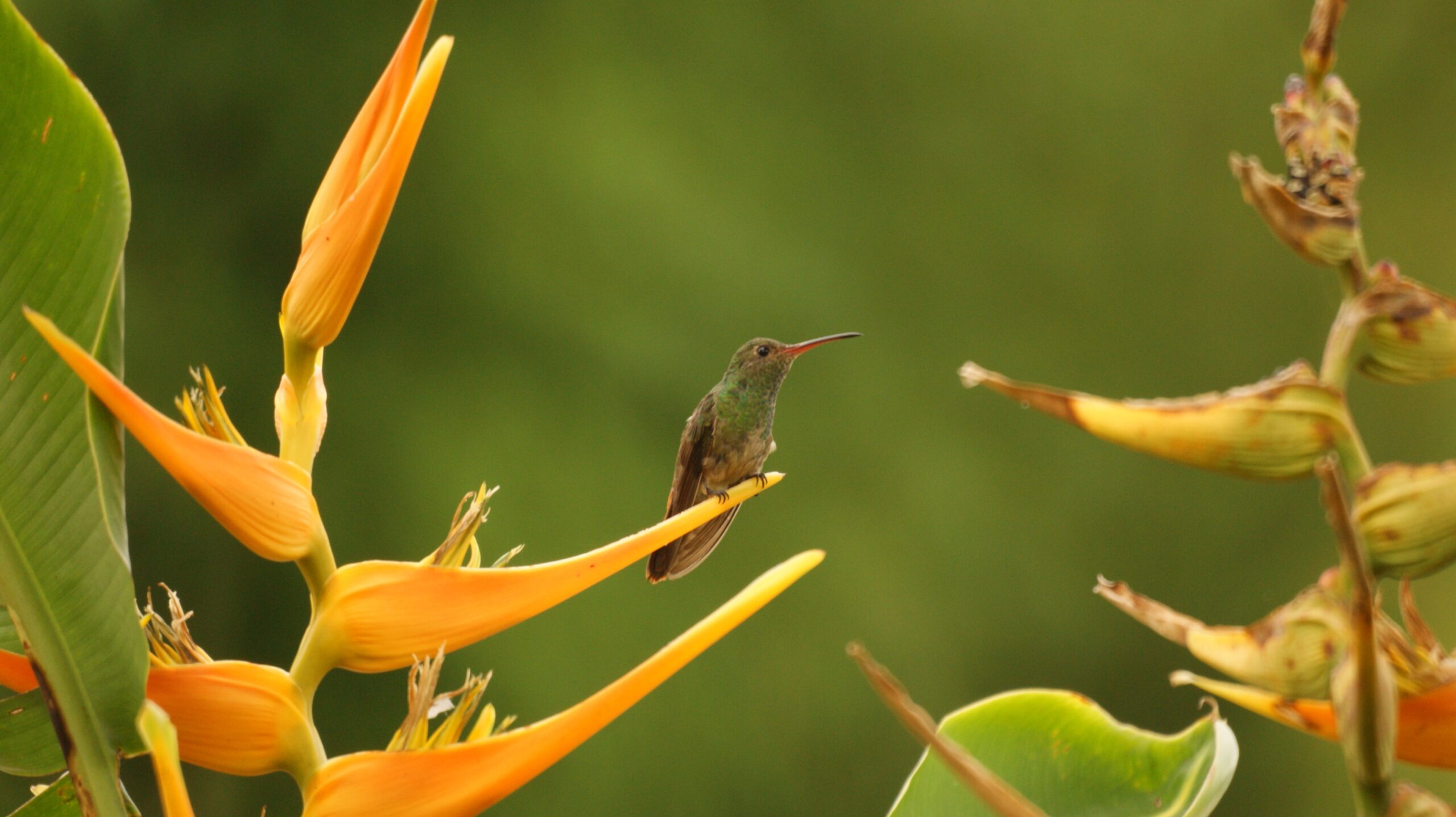 Birds on Flowers in Colombia