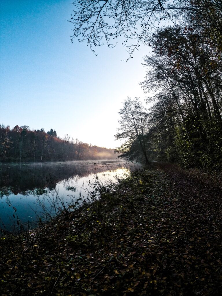 Photo by Alicia Abeloos on Unsplash