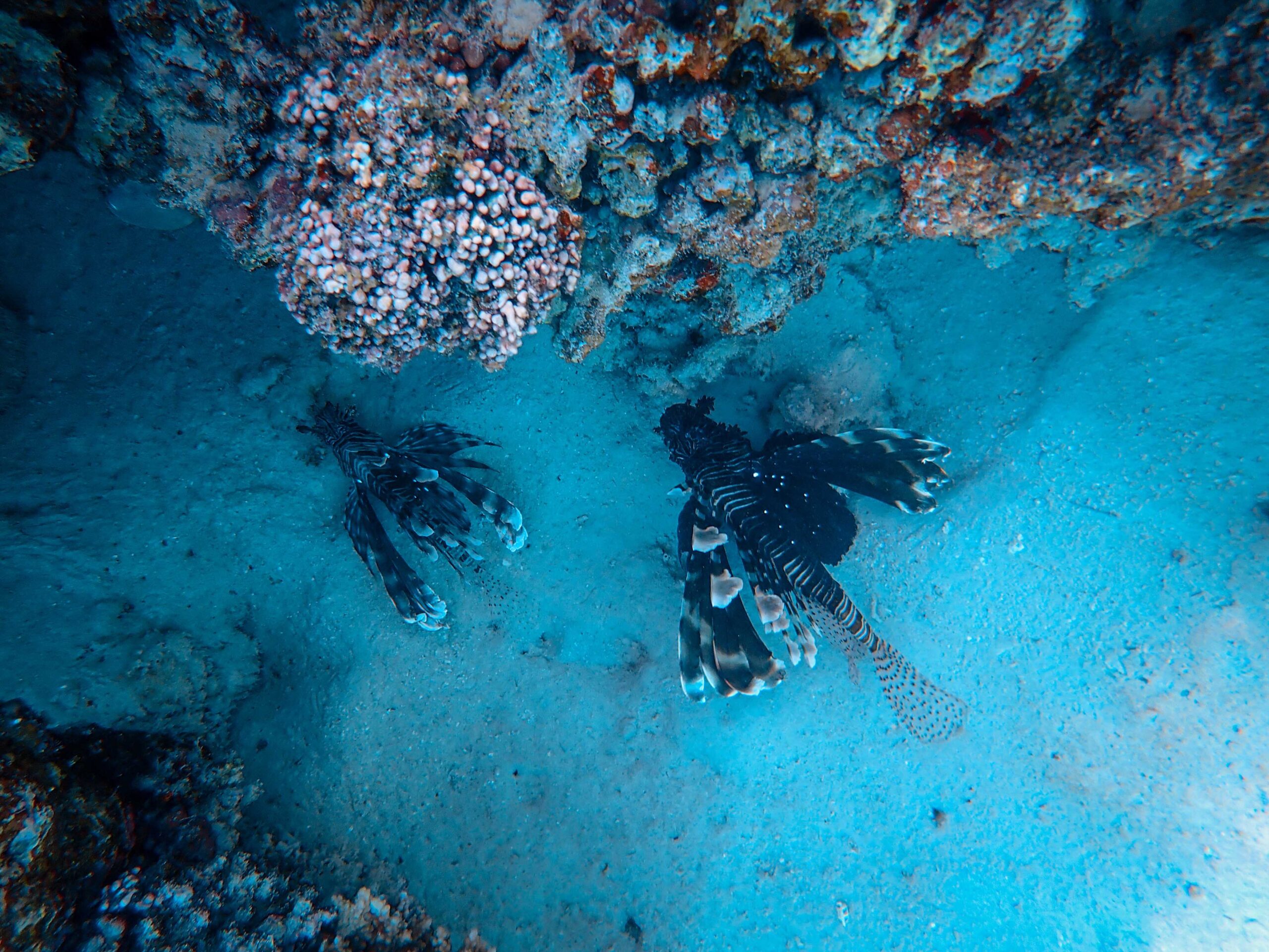 Photo by Francesco Ungaro: https://www.pexels.com/photo/fishes-and-coral-reefs-in-depth-of-blue-sea-3805131/