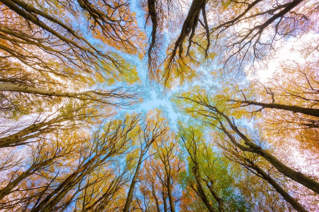 Photo of a tree canopy