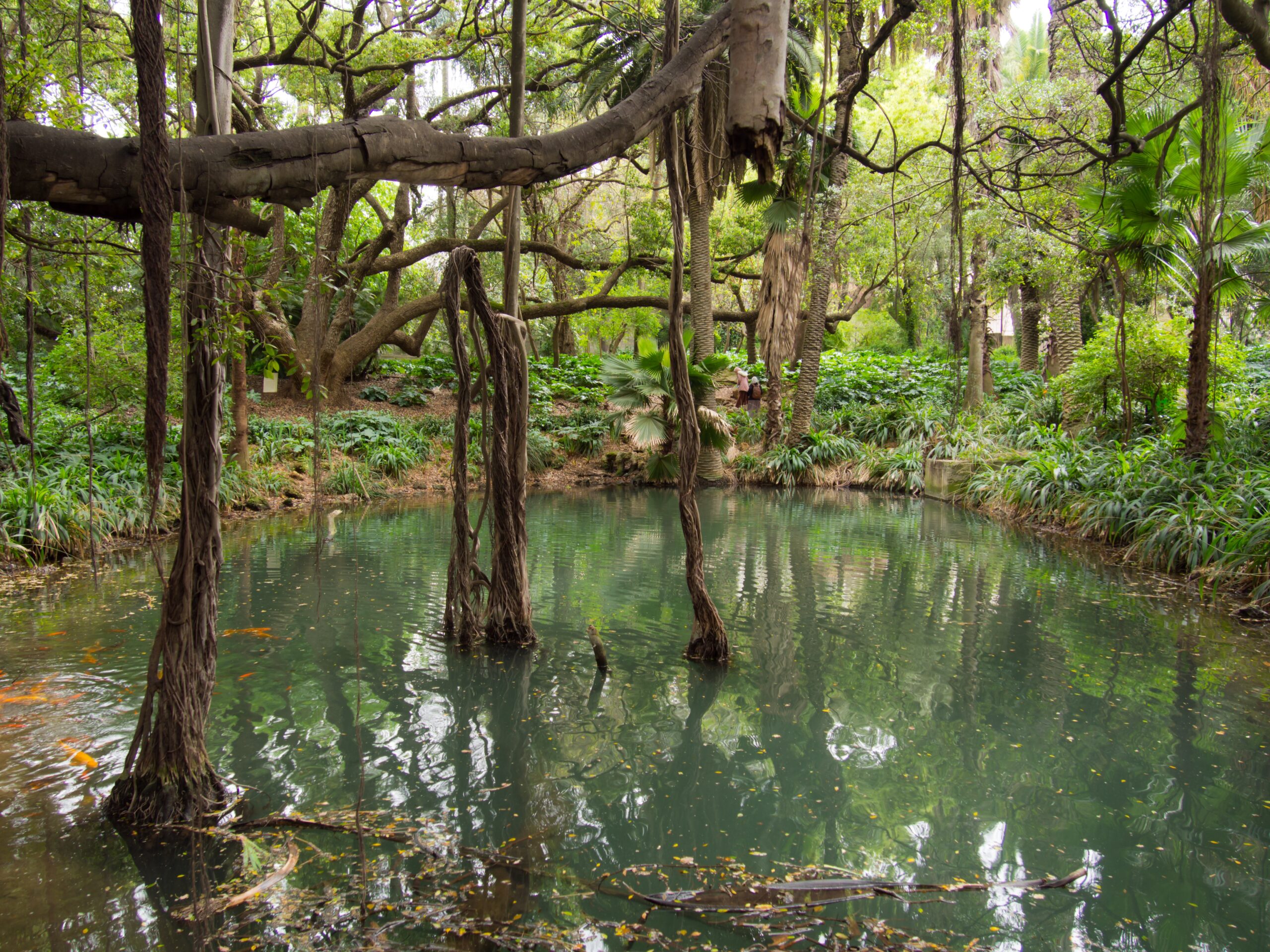 Image of a Mediterranean forest with a small lake