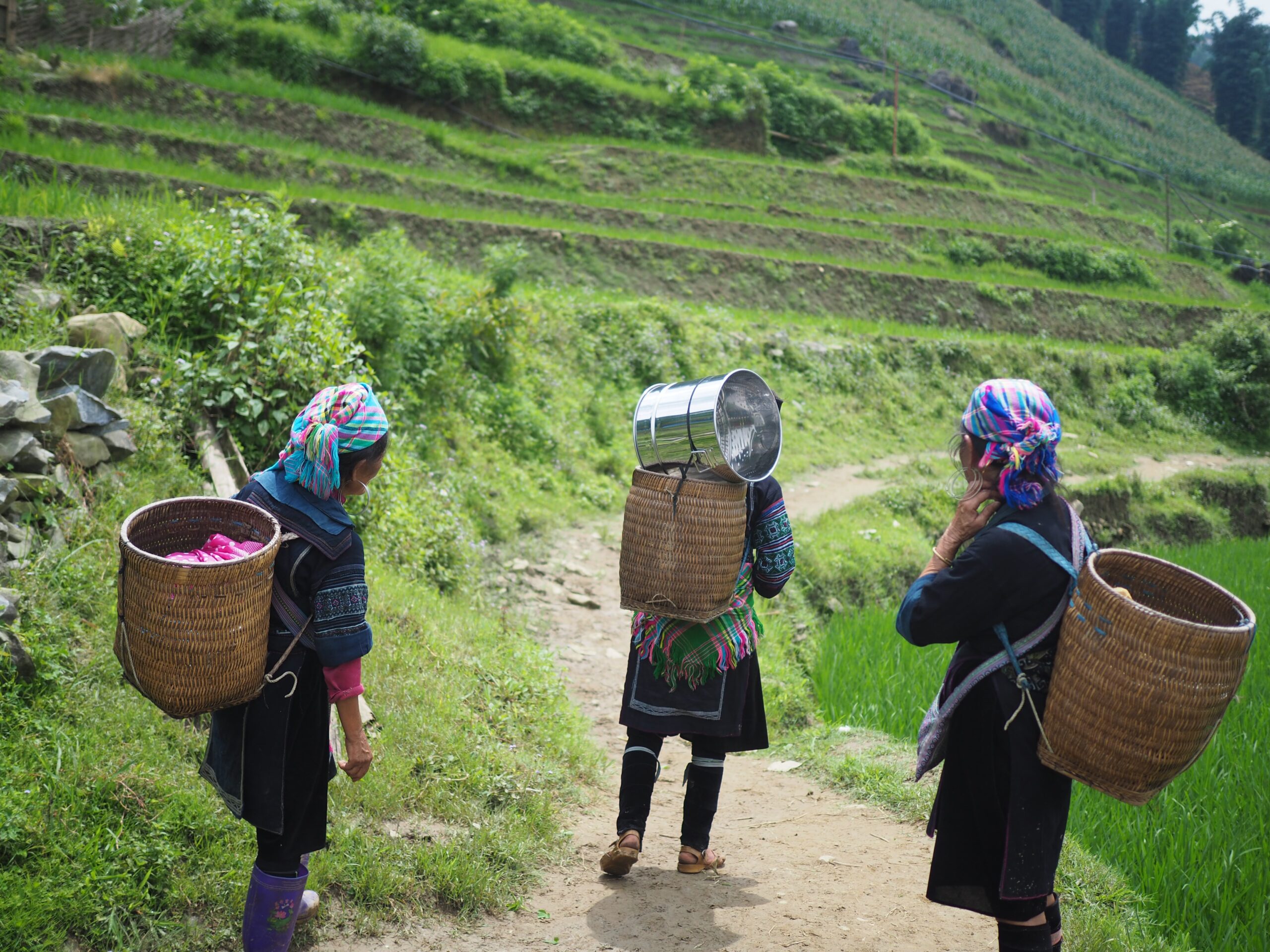 Three women carrying baskets on their backs in a field
