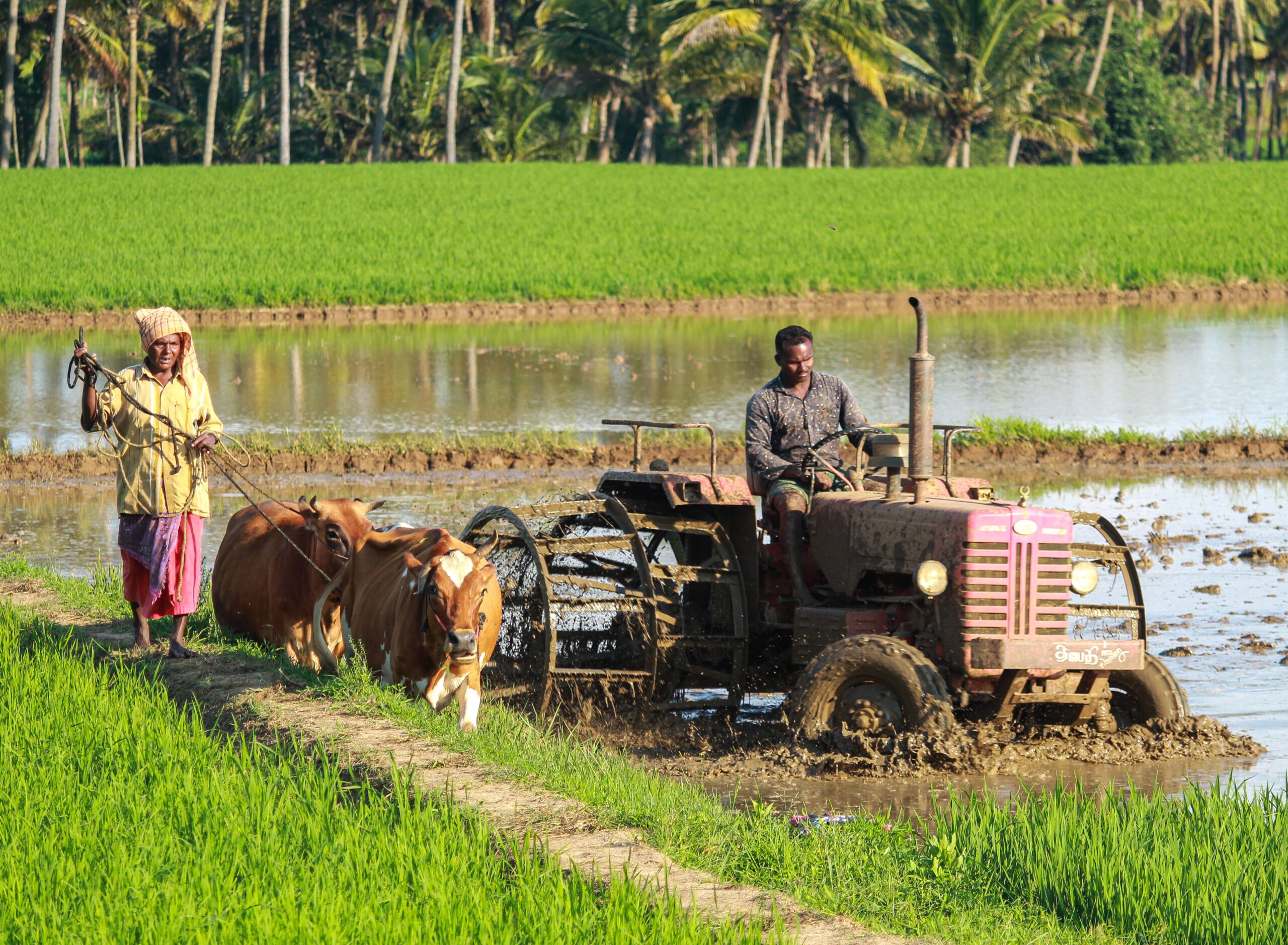 A woman and a man working in a field with cows