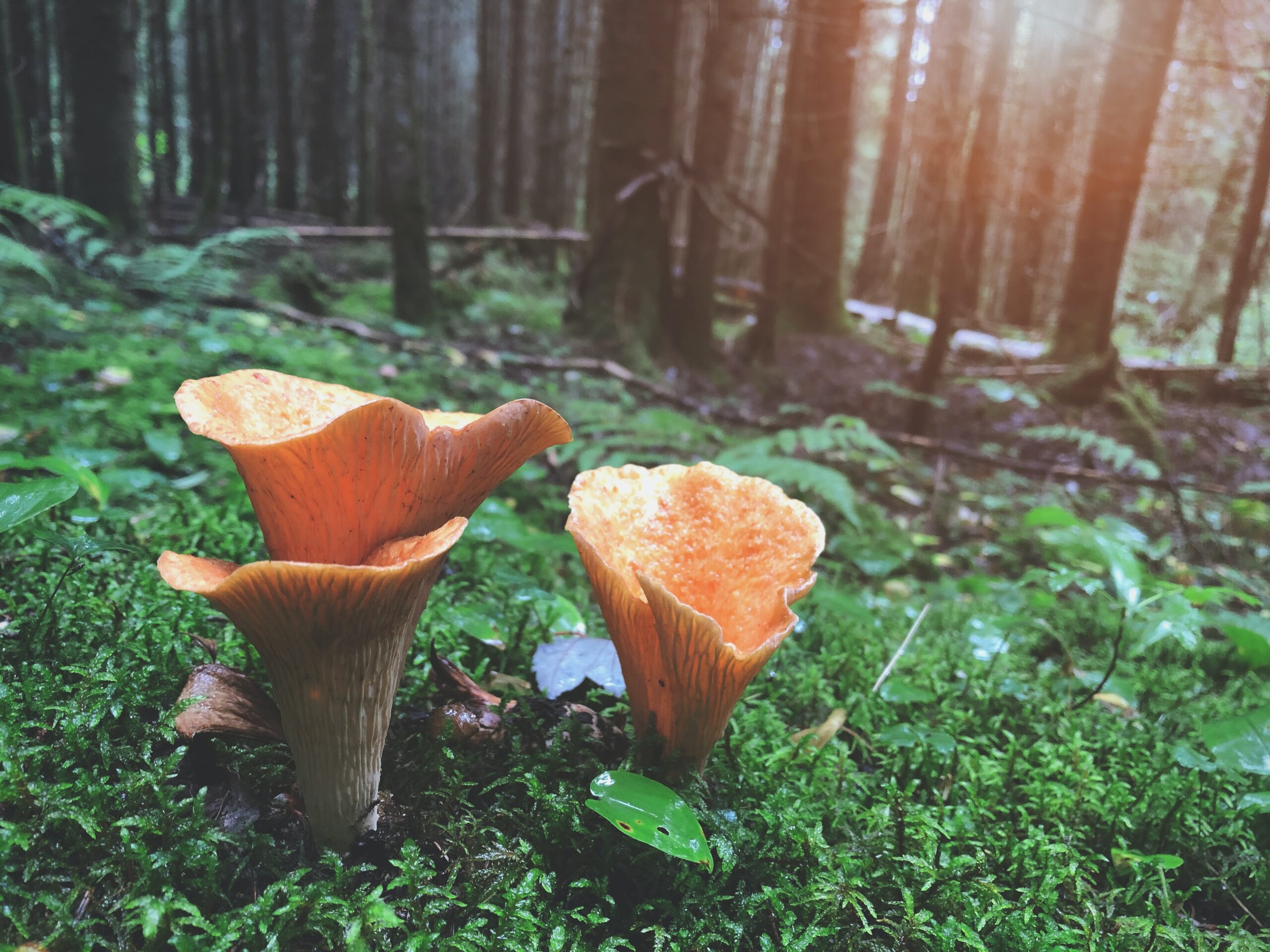 Photo of mushrooms in a forest.