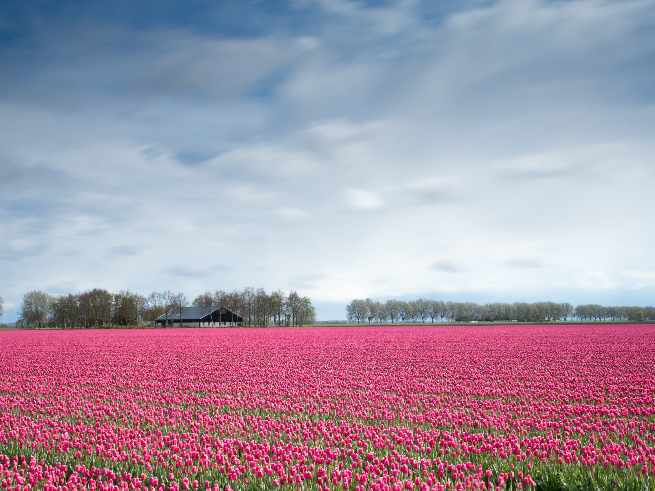 Landscape of a field of flowers in the Netherlands