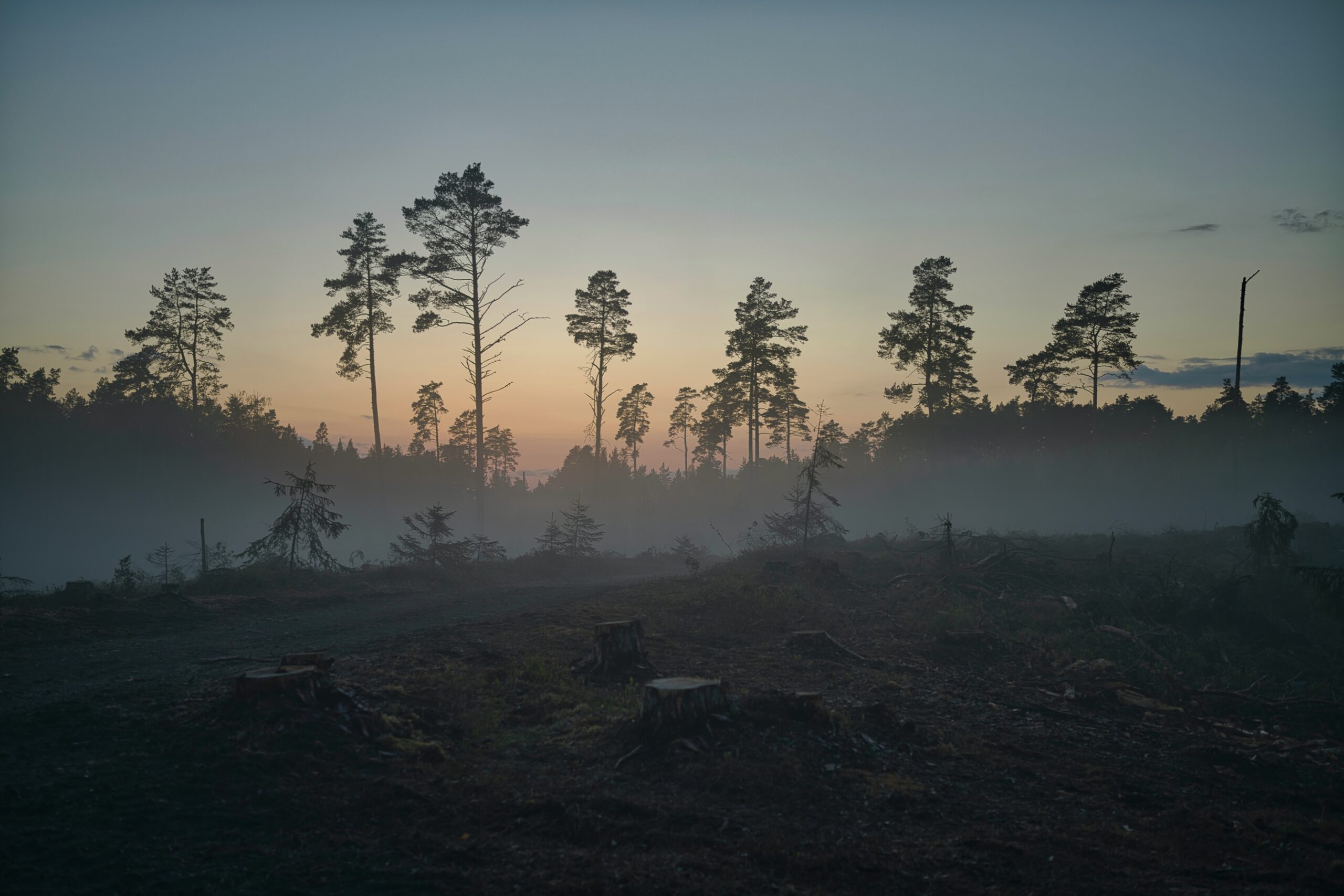 A field with trees cut down and burnt, the image evokes deforestation.