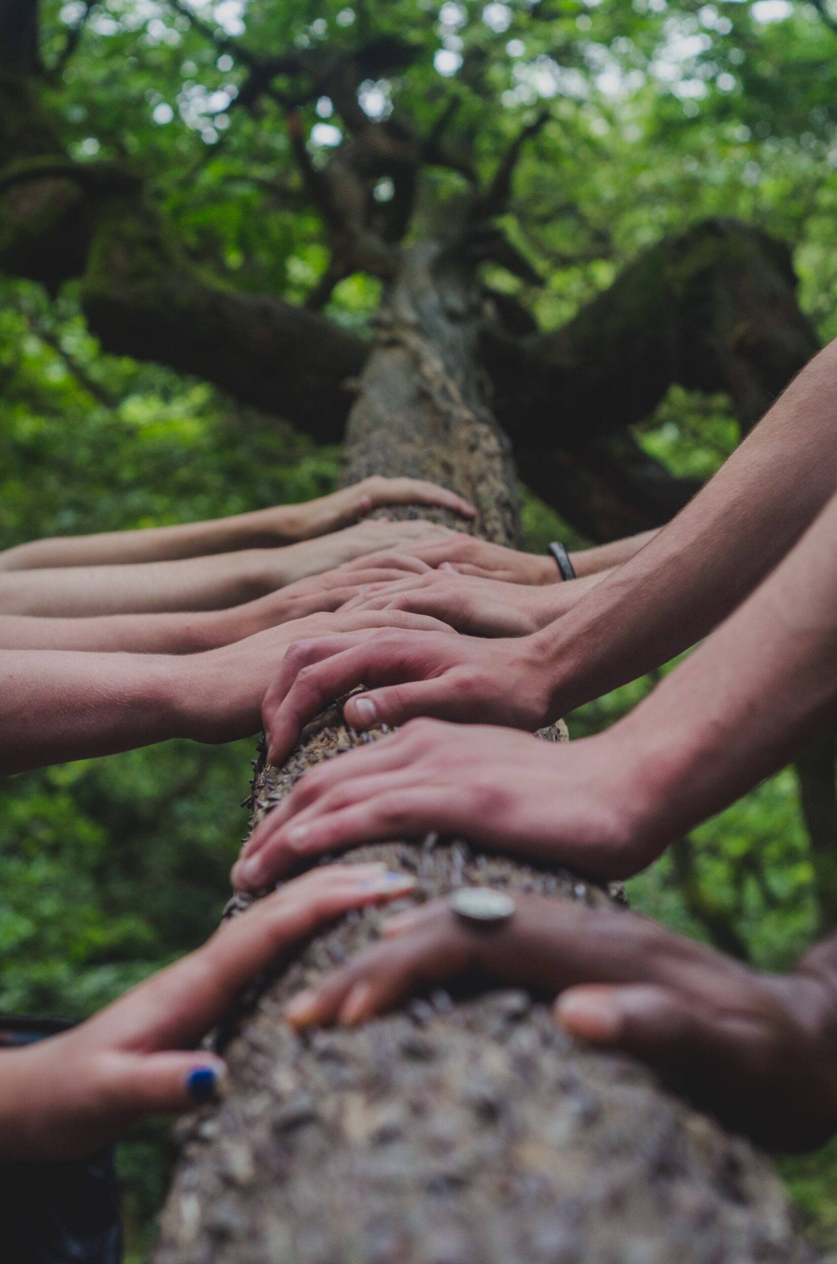 People's hands on the trunk of a tree.