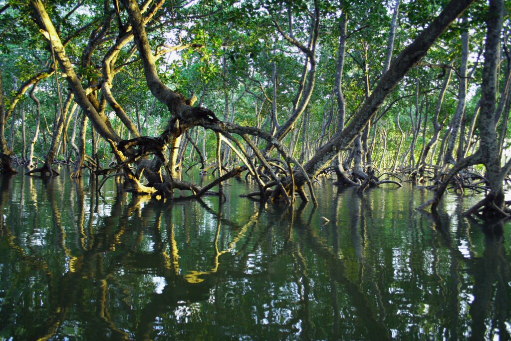 A mangrove field