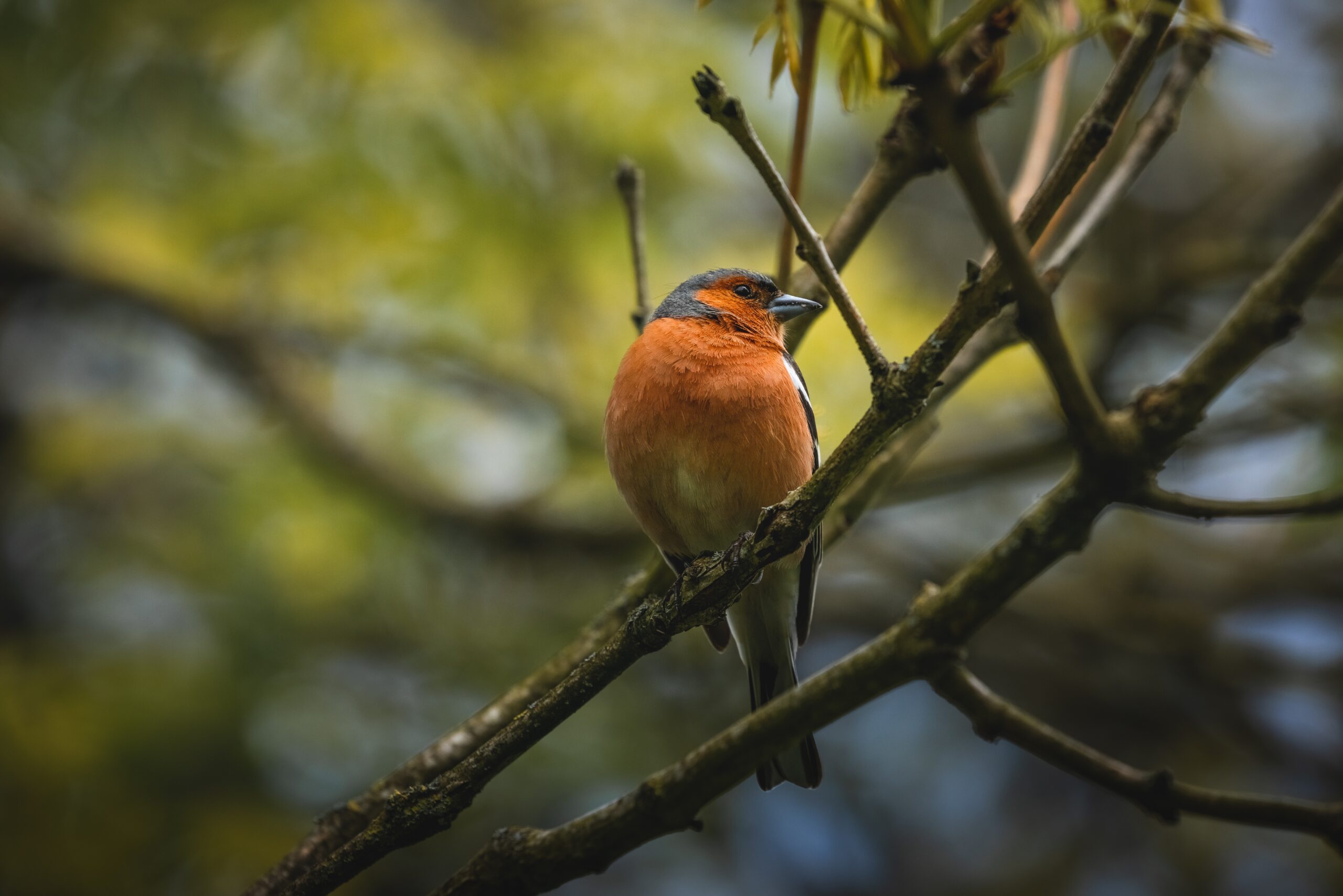 Photo of a bird on tree branches in a forest