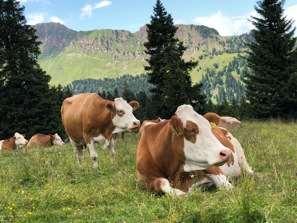 Cows lying in a grazing field
