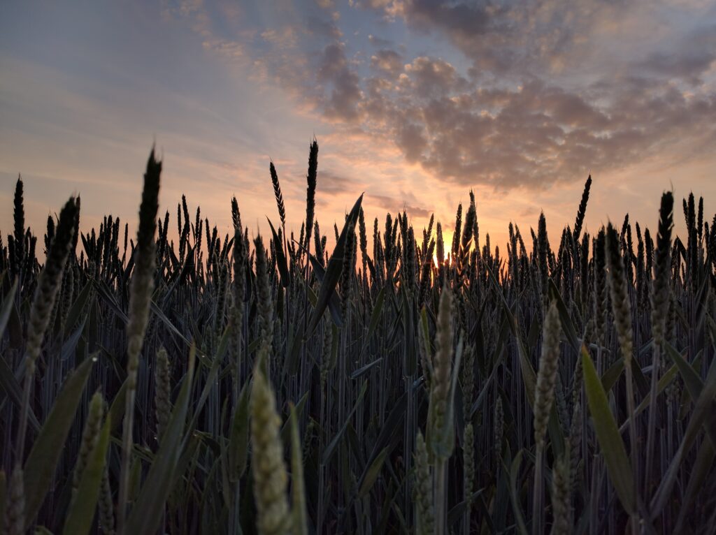Photo of a wheat field