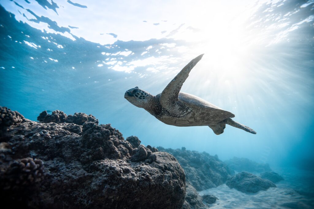 Photo of a sea turtle swimming