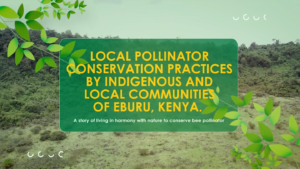 Local Pollinator Conservation Practices By The Ogiek Indigenous Peoples In Eburu, Kenya YouTube banner