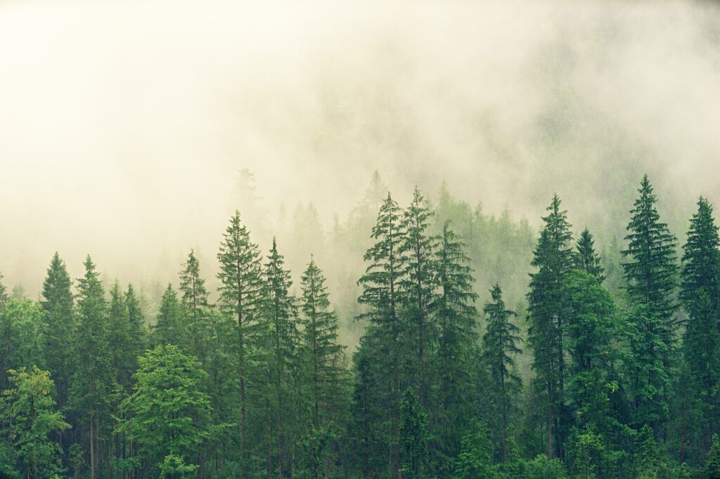 Photo of a forest with fog in the background