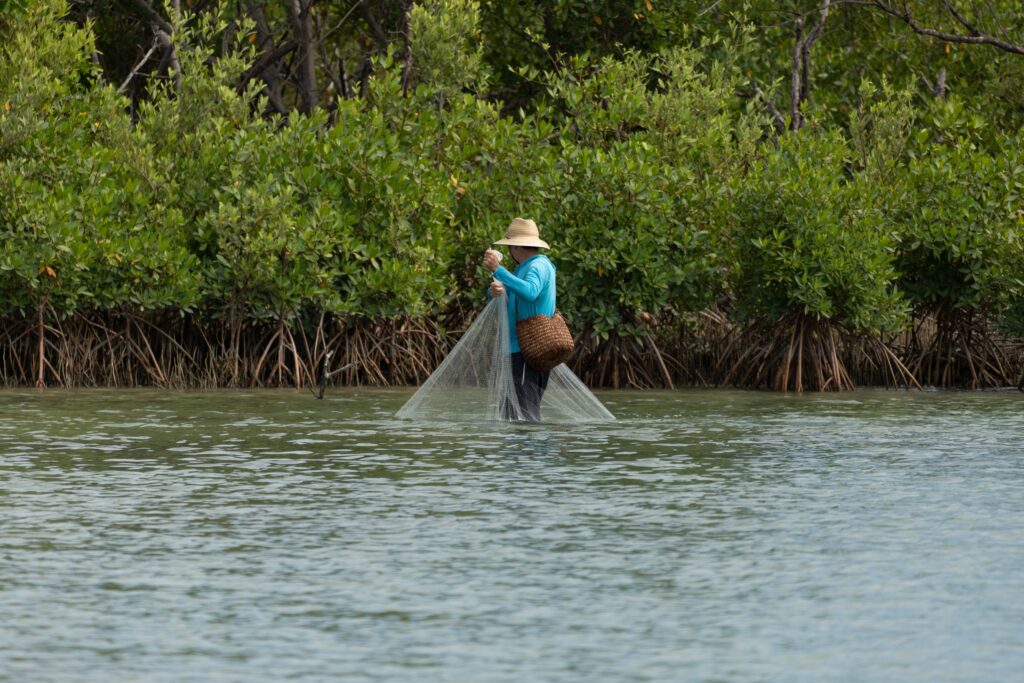 A fisherman fishing by the mangroves