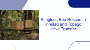 Stingless bee rescue video thumbnail