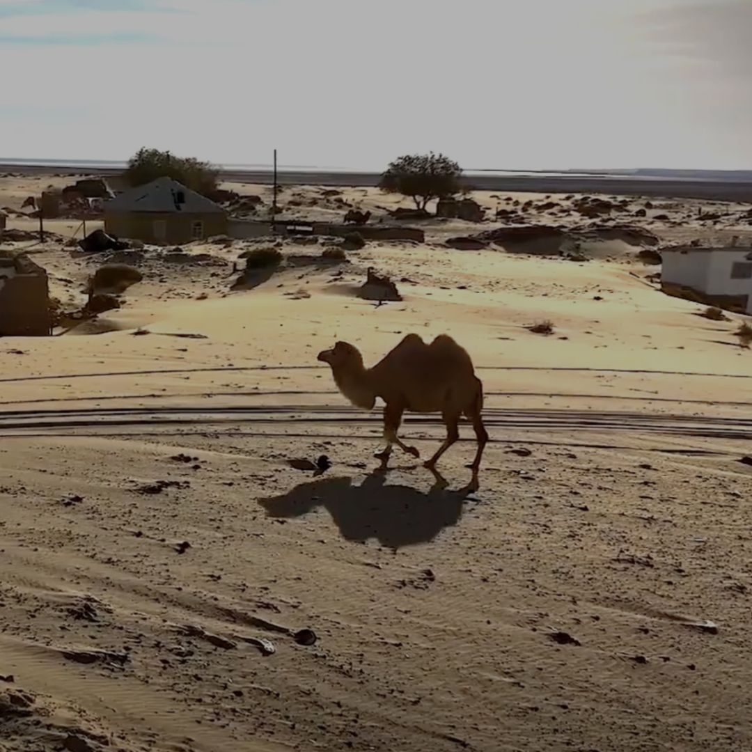 A camel walking across a sandy desert landscape with scattered houses and trees in the background.
