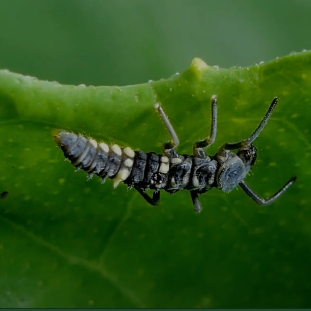 A close-up of a black and yellow ladybug larva crawling on the edge of a green leaf.