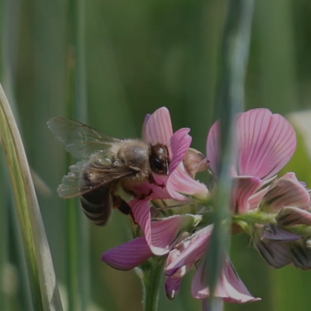 A honeybee collecting nectar from a pink flower in a green meadow.
