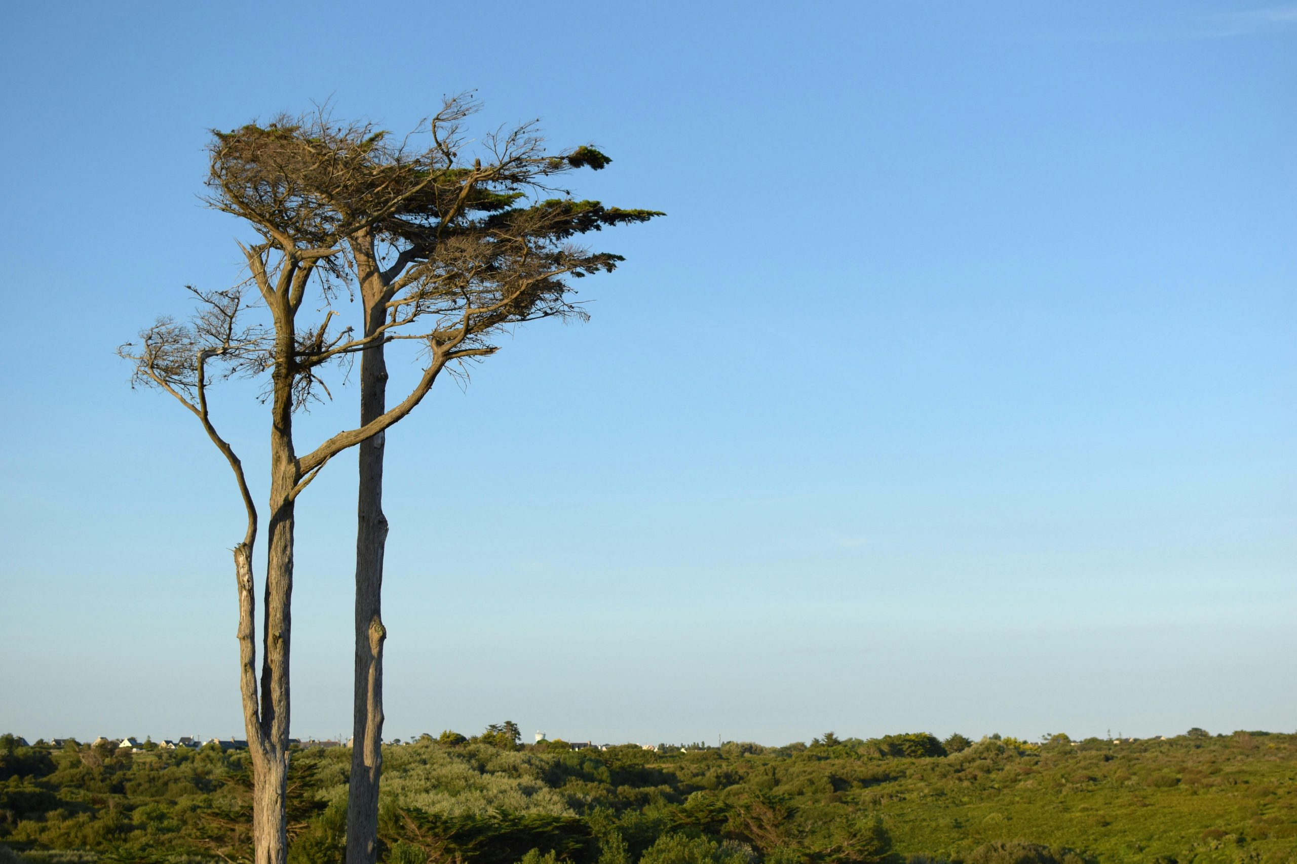 Tall pine trees in Camaret