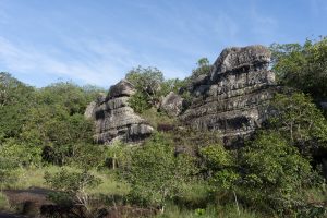Vegetation of the Amazon, Colombia