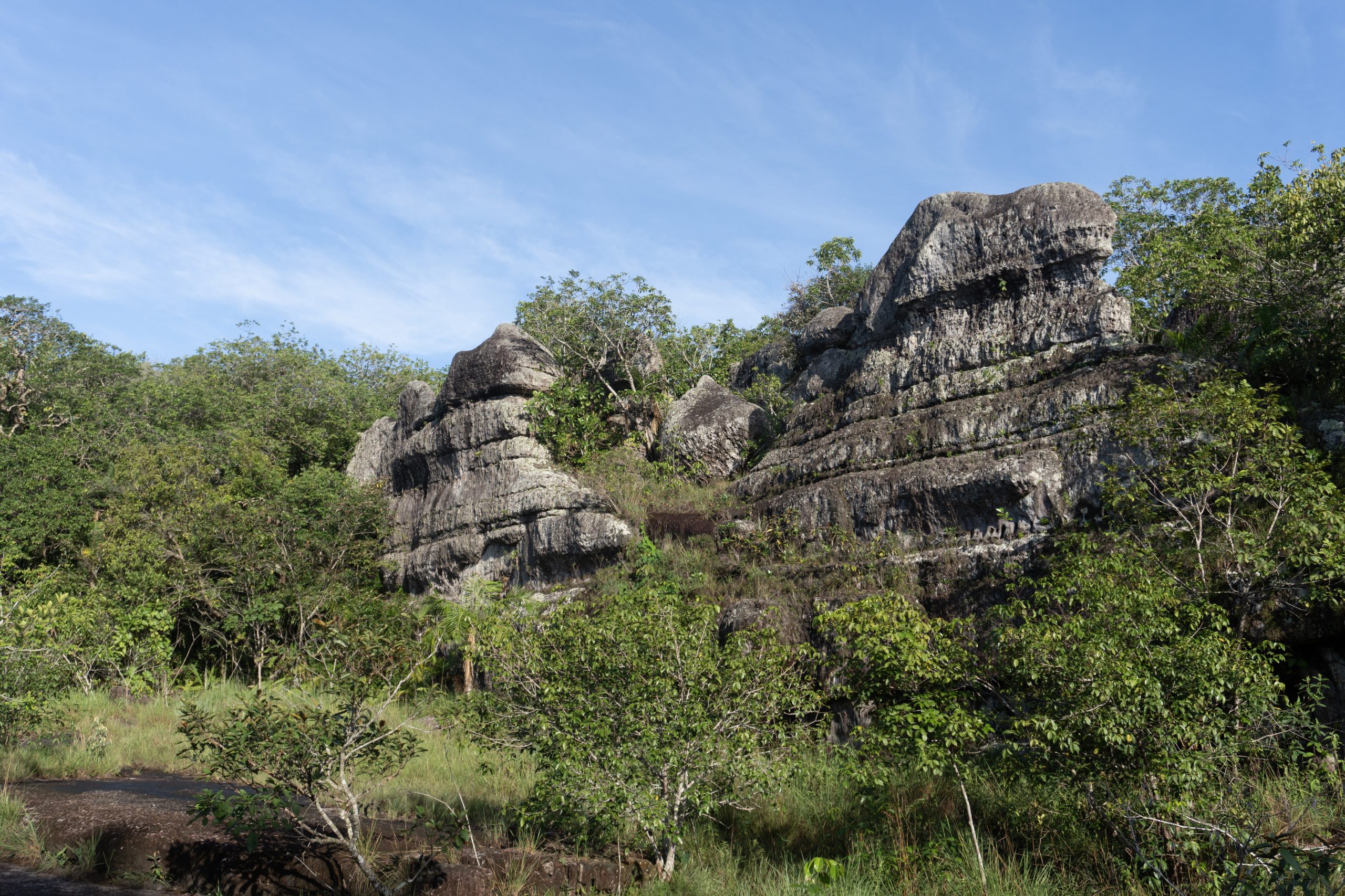 Vegetation of the Amazon, Colombia